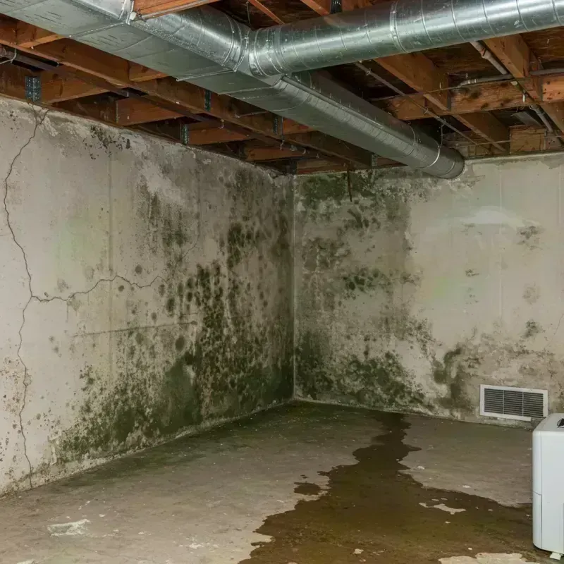 Professional Mold Removal in Madison County, IL